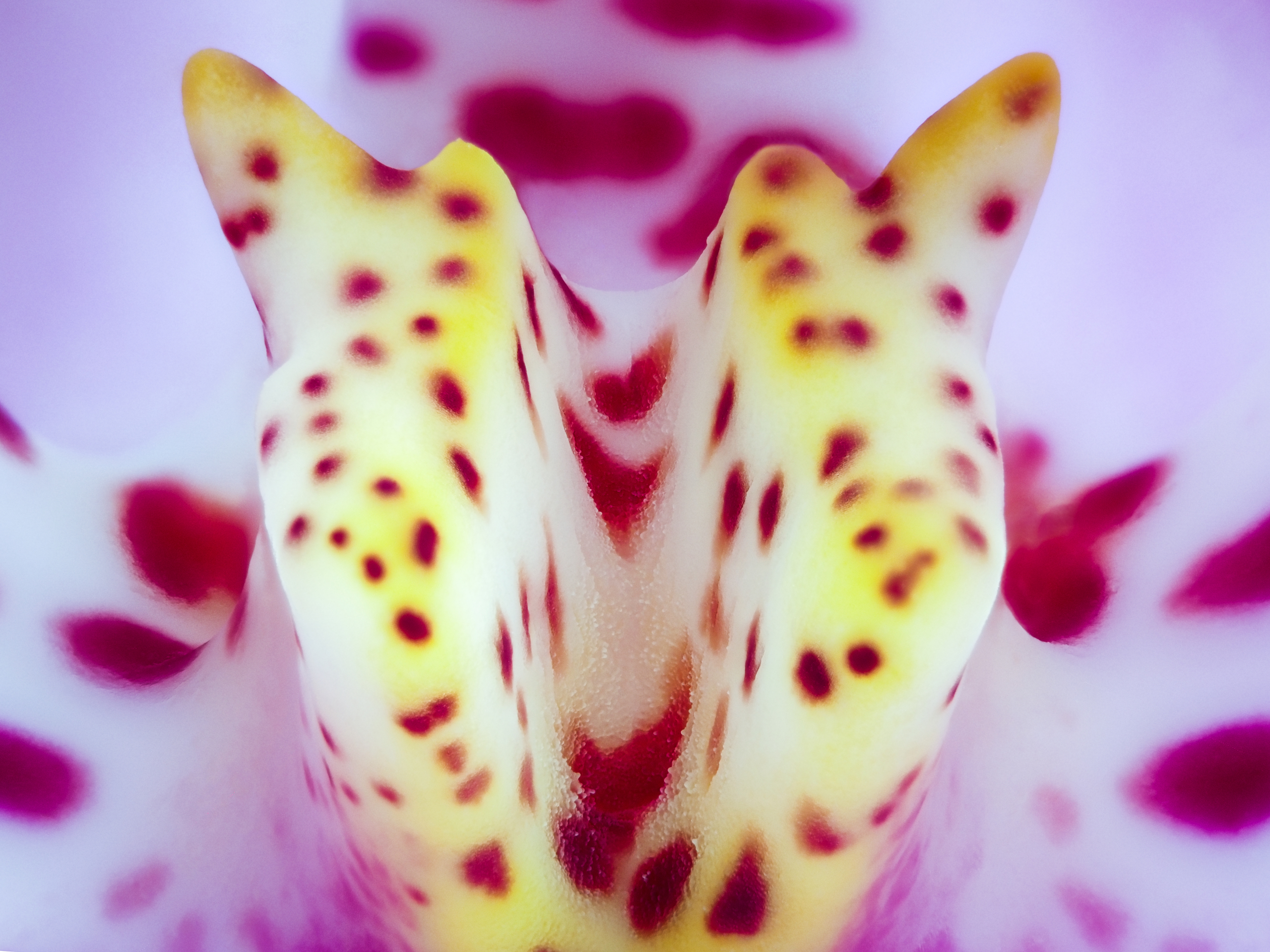Orchideen-Stempel