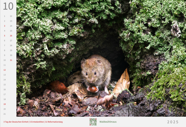 Waldwühlmaus